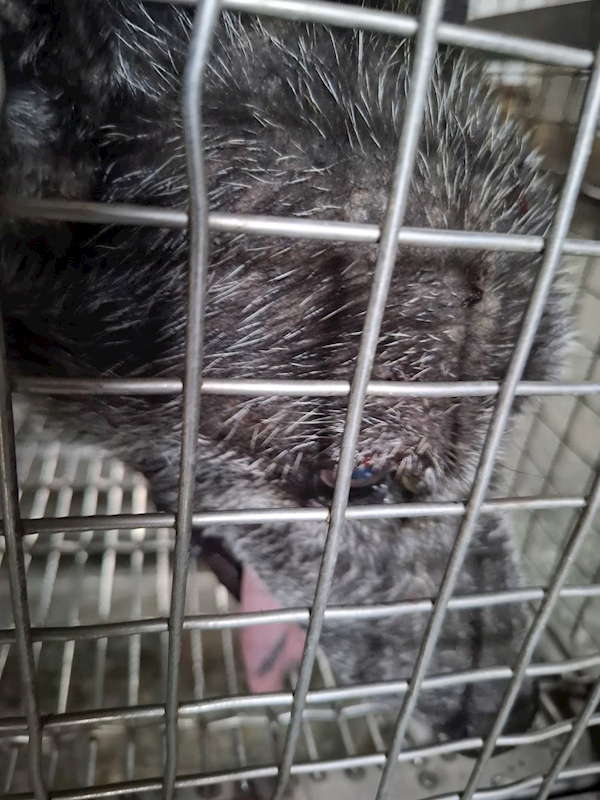 臺南市動物之家善化站,編號:459126, 混種犬          