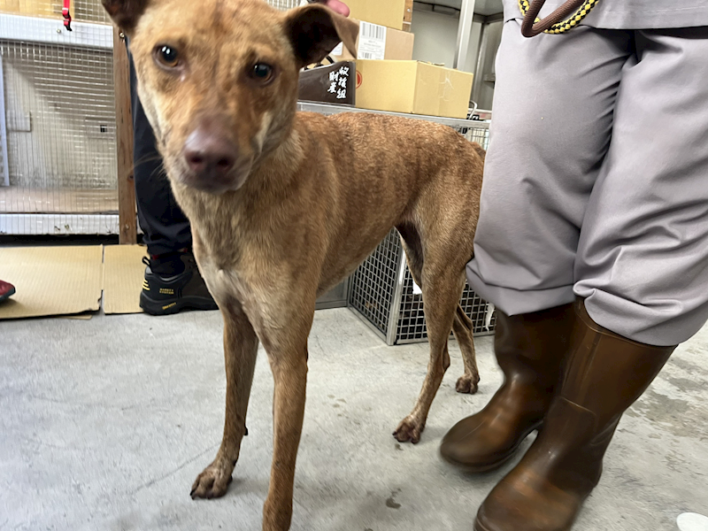 臺北市動物之家,編號:458985, 混種犬          