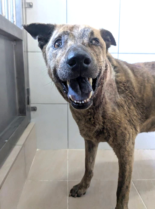 新竹縣動物保護教育園區,編號:459120, 混種犬          