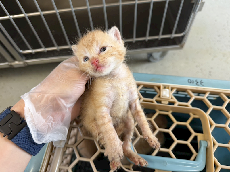 桃園市動物保護教育園區,編號:448953, 混種貓                 