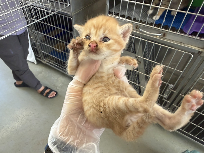 桃園市動物保護教育園區,編號:448958, 混種貓                 