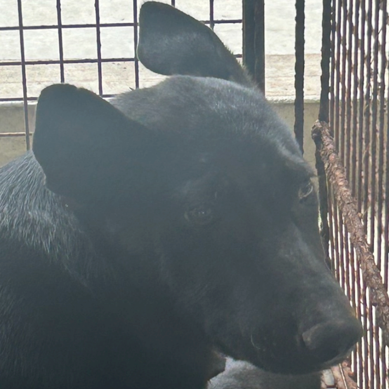 澎湖縣流浪動物收容中心,編號:401267, 混種犬          