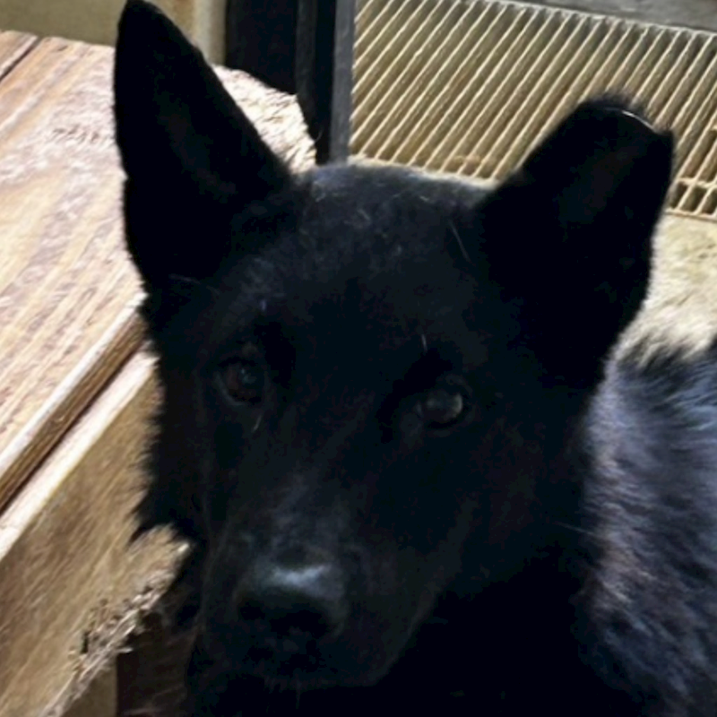 澎湖縣流浪動物收容中心,編號:295640, 混種犬          
