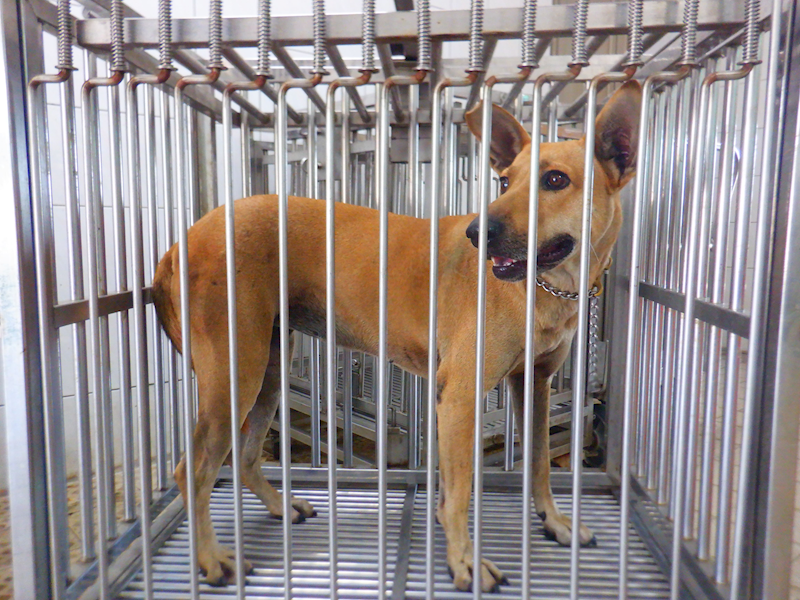 南投縣公立動物收容所,編號:459261, 混種犬          