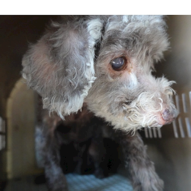 臺南市動物之家灣裡站,編號:458087, 貴賓犬        