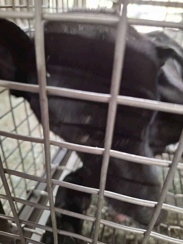 臺南市動物之家善化站,編號:459235, 混種犬          