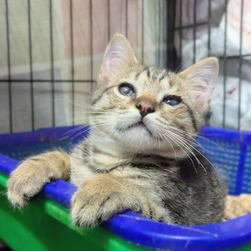 新竹縣動物保護教育園區,編號:455814, 混種貓                 