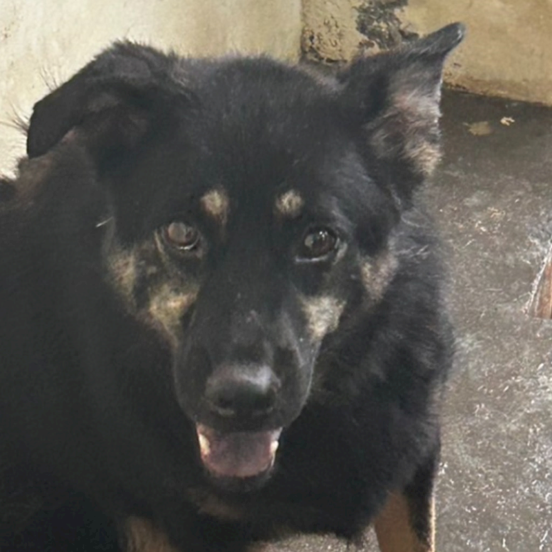 澎湖縣流浪動物收容中心,編號:204798, 混種犬          