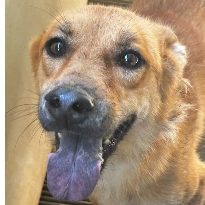 澎湖縣流浪動物收容中心,編號:195673, 混種犬          