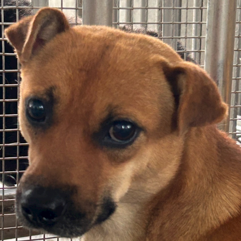 澎湖縣流浪動物收容中心,編號:451231, 混種犬          