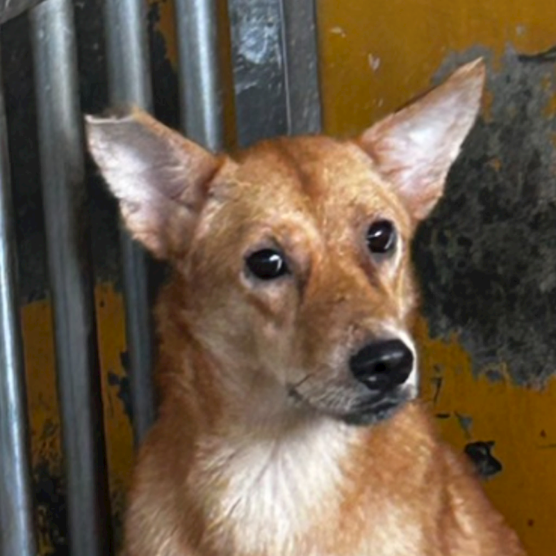 澎湖縣流浪動物收容中心,編號:336233, 混種犬          