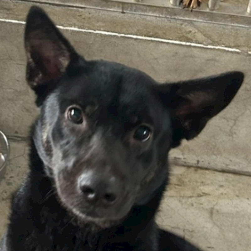 澎湖縣流浪動物收容中心,編號:391950, 混種犬          