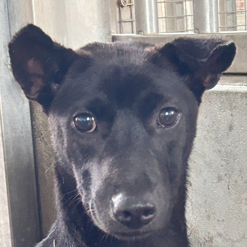 澎湖縣流浪動物收容中心,編號:451229, 混種犬          