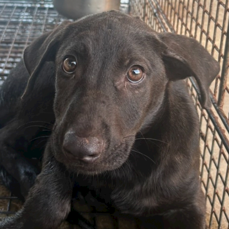 澎湖縣流浪動物收容中心,編號:424663, 混種犬          