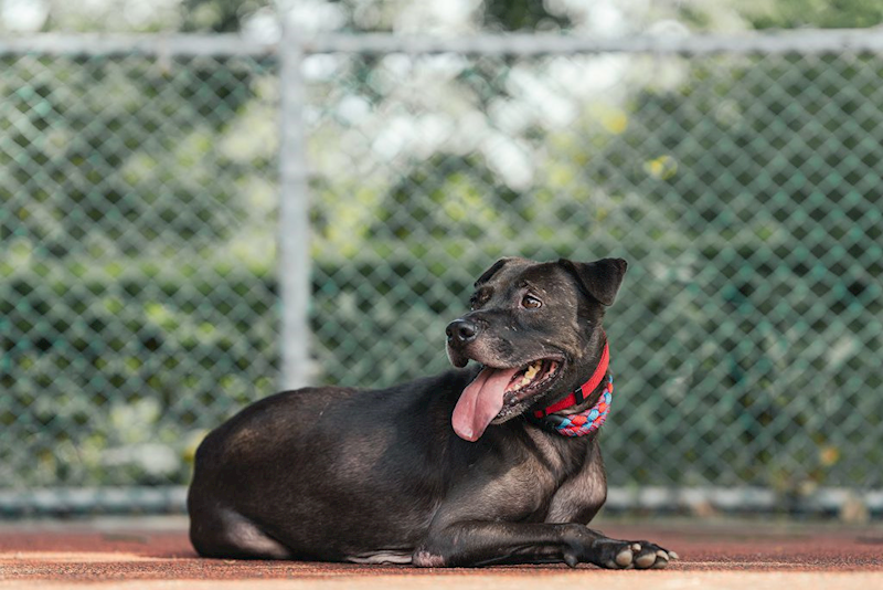 新北市板橋區公立動物之家,編號:349224, 混種犬          