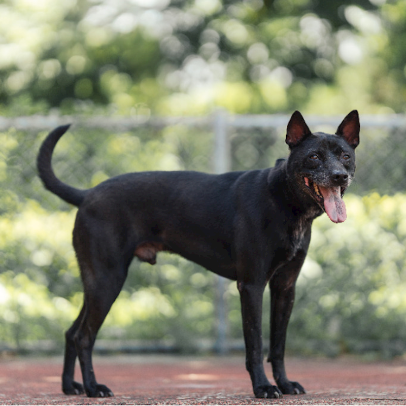 新北市板橋區公立動物之家,編號:323341, 混種犬          