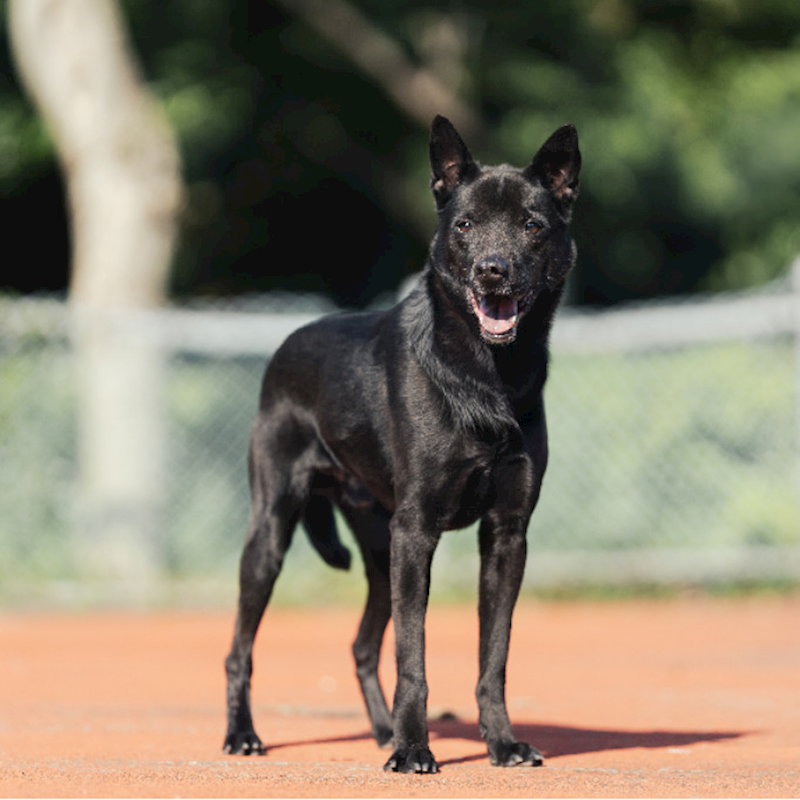 新北市板橋區公立動物之家,編號:323339, 混種犬          