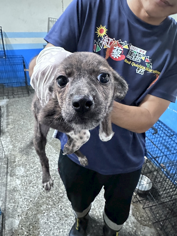苗栗縣動物保護教育園區,編號:457886, 混種犬          