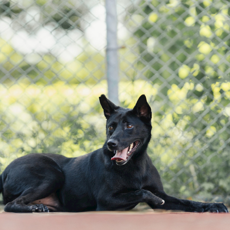 新北市板橋區公立動物之家,編號:318315, 混種犬          