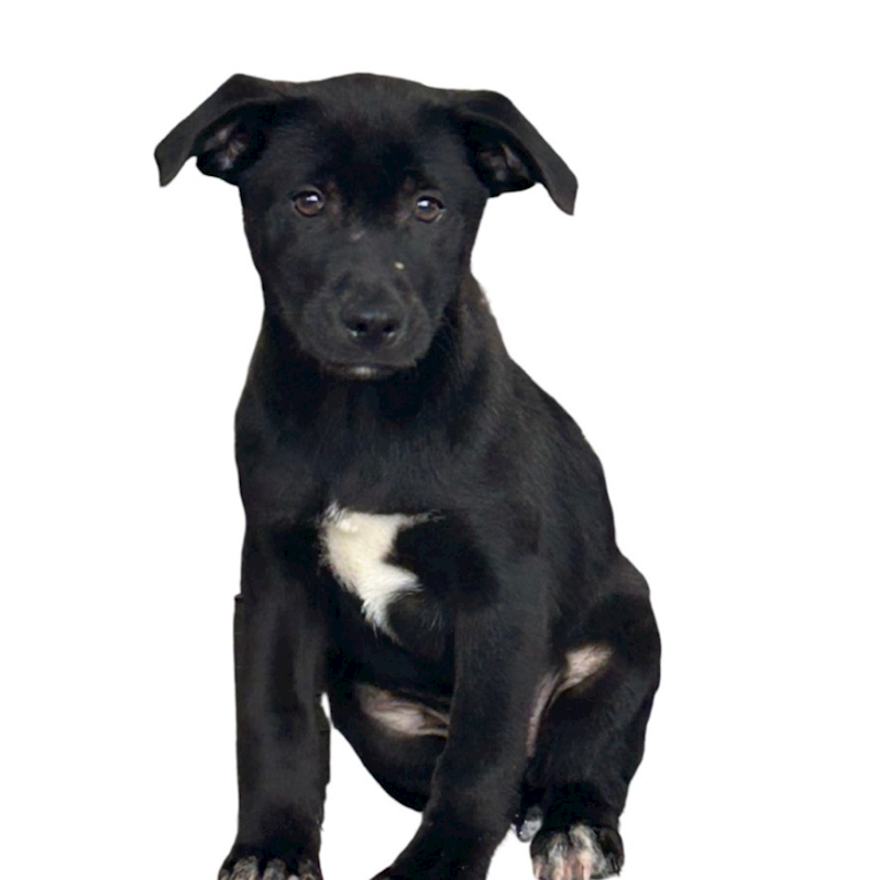 澎湖縣流浪動物收容中心,編號:387942, 混種犬          