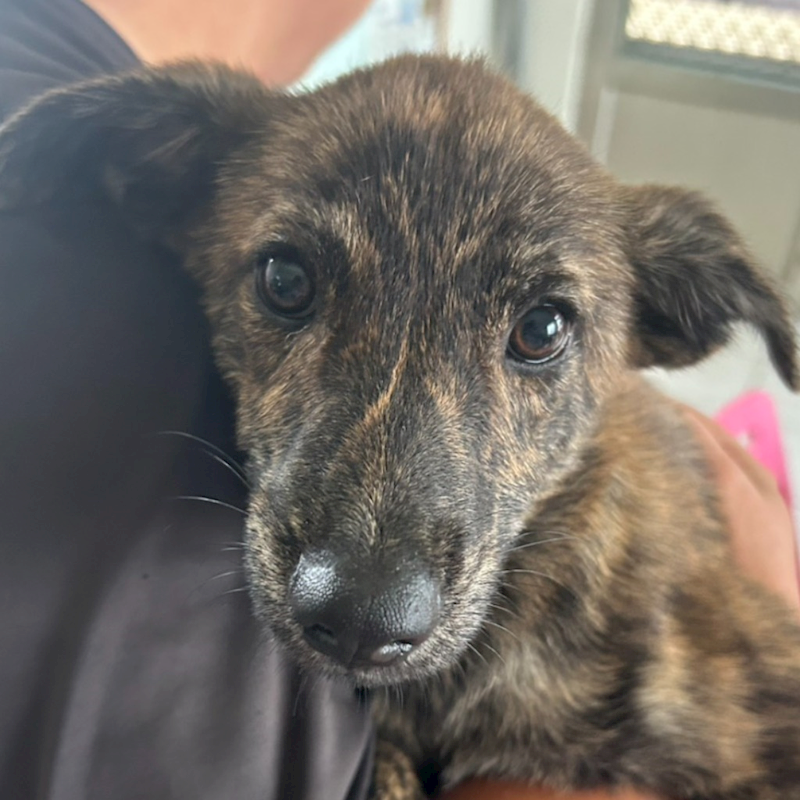 澎湖縣流浪動物收容中心,編號:426948, 混種犬          