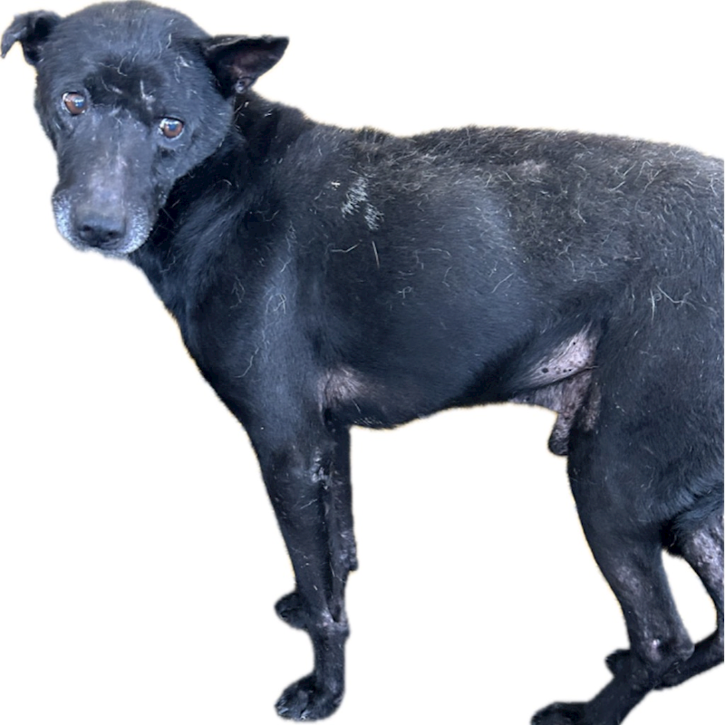 澎湖縣流浪動物收容中心,編號:327236, 混種犬          