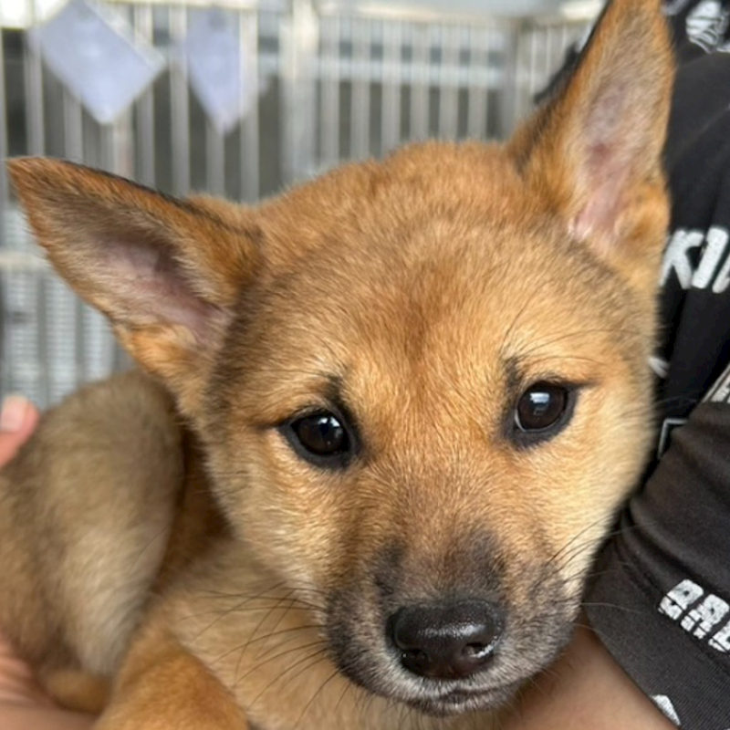 澎湖縣流浪動物收容中心,編號:394302, 混種犬          
