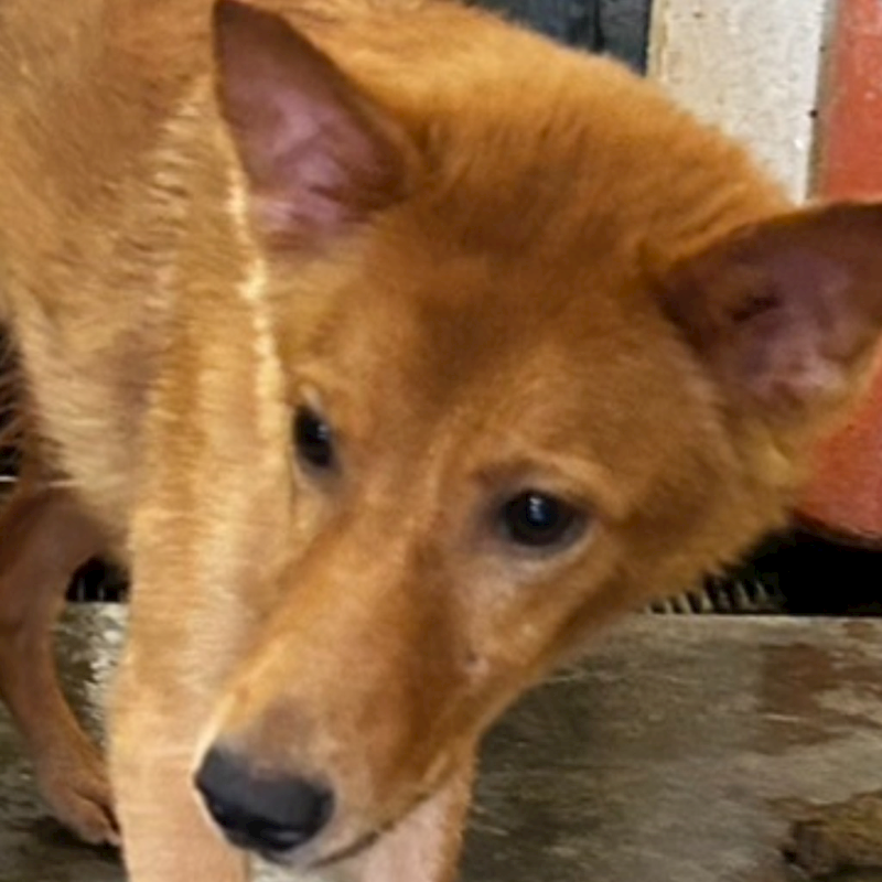 澎湖縣流浪動物收容中心,編號:361907, 混種犬          