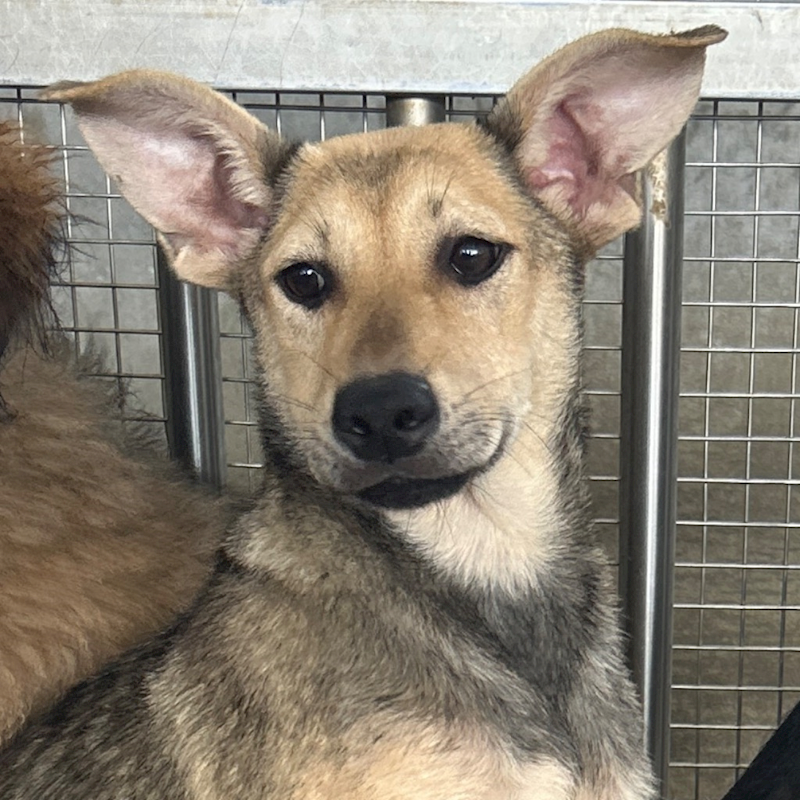 澎湖縣流浪動物收容中心,編號:390373, 混種犬          