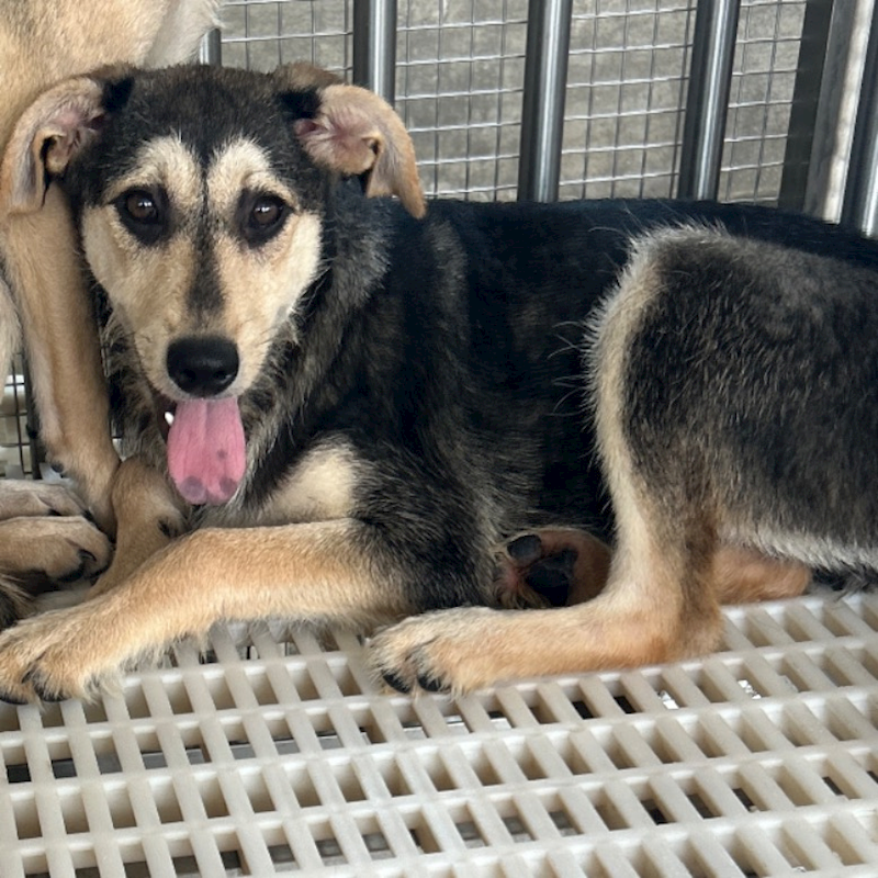澎湖縣流浪動物收容中心,編號:390372, 混種犬          