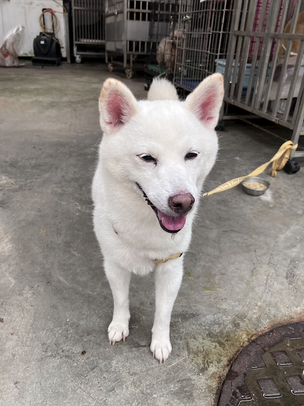 新北市新店區公立動物之家,編號:459383, 柴犬                  