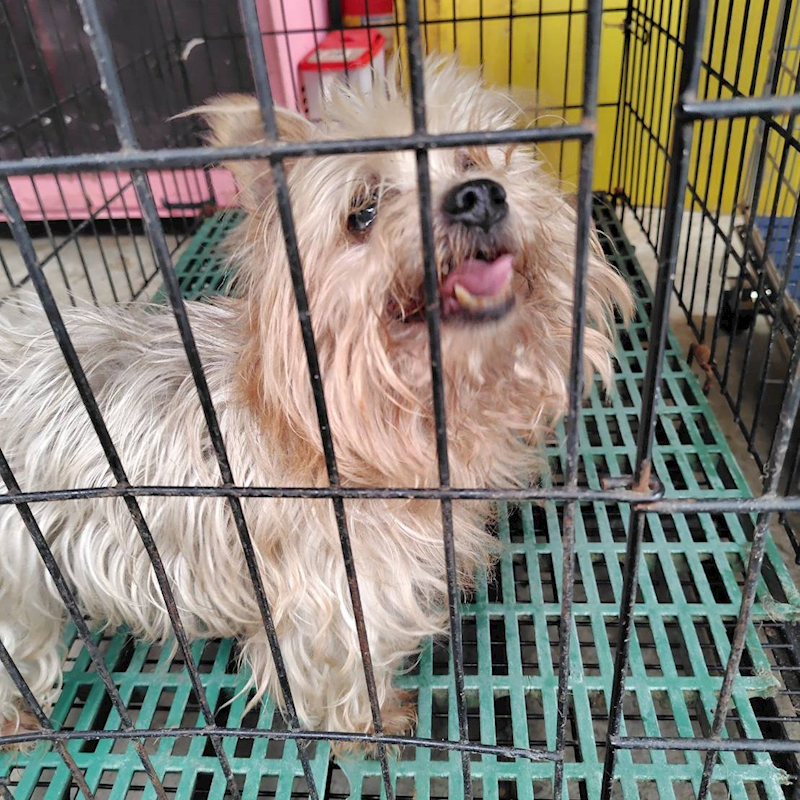 新北市新店區公立動物之家,編號:459380, 約克夏