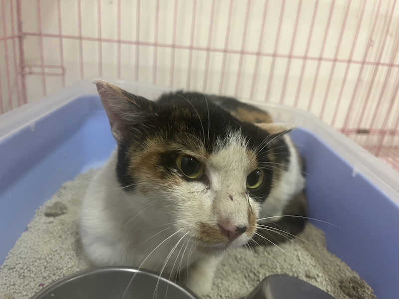 臺北市動物之家,編號:452670, 混種貓                 
