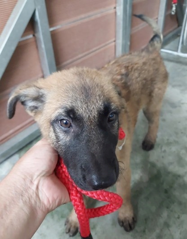 新北市五股區公立動物之家,編號:457490, 混種犬          