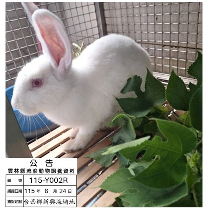 雲林縣流浪動物收容所,編號:459377, 道奇兔