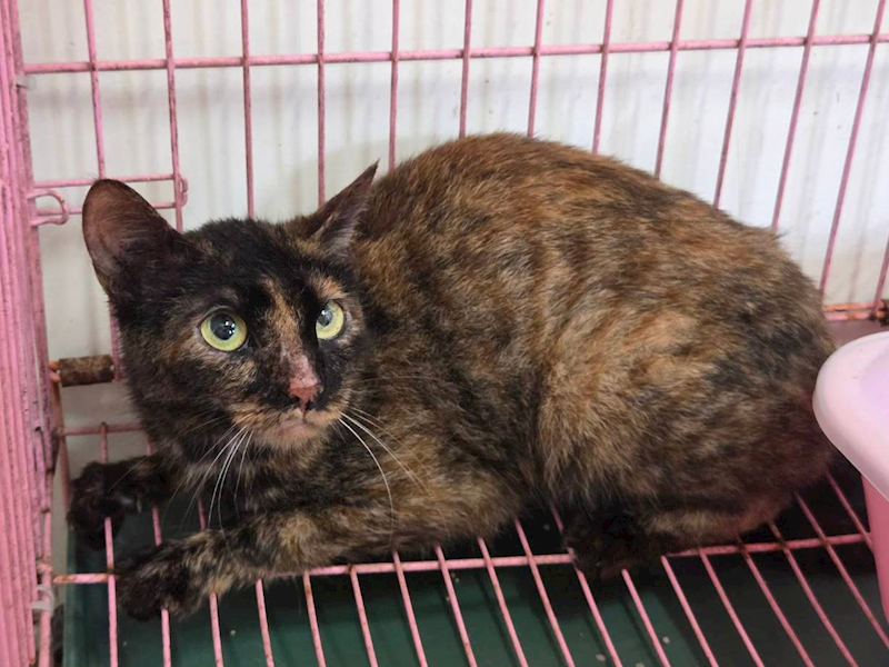 臺北市動物之家,編號:453270, 混種貓                 