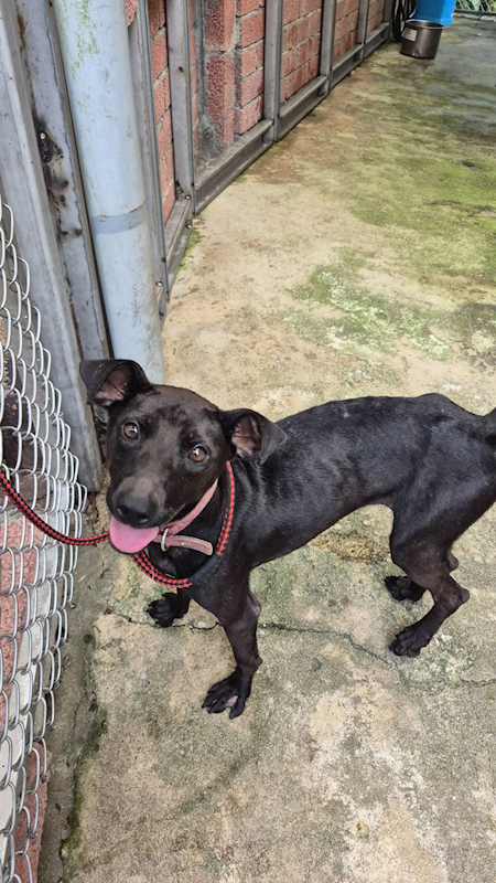 新北市八里區公立動物之家,編號:459372, 混種犬          