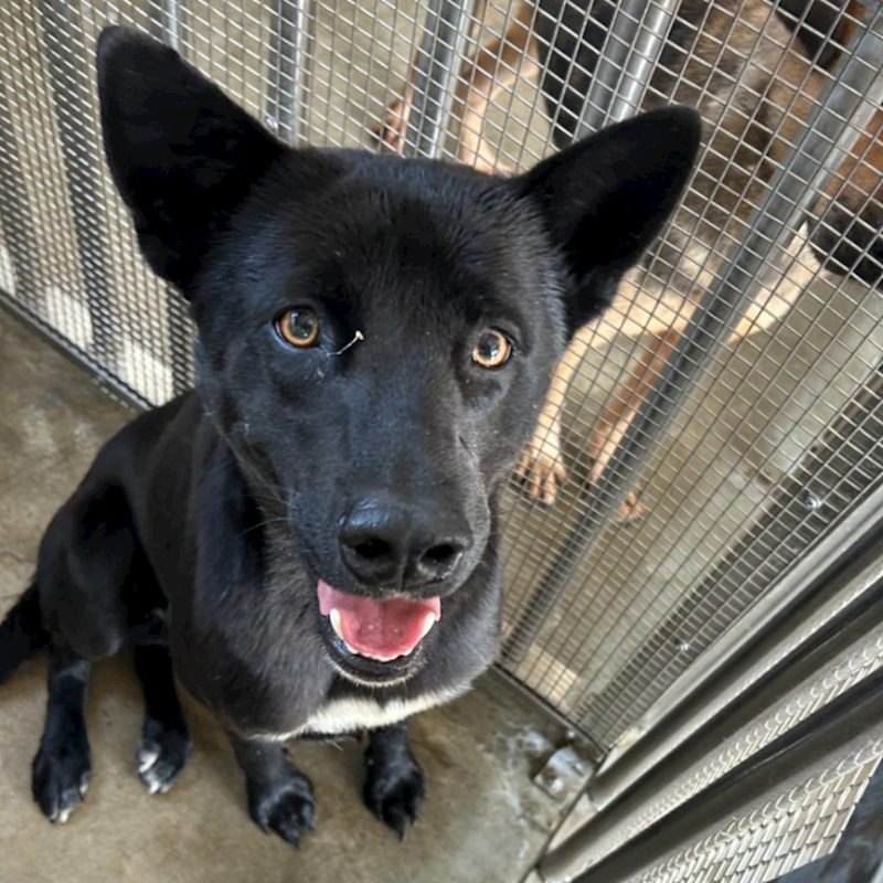 澎湖縣流浪動物收容中心,編號:434468, 混種犬          