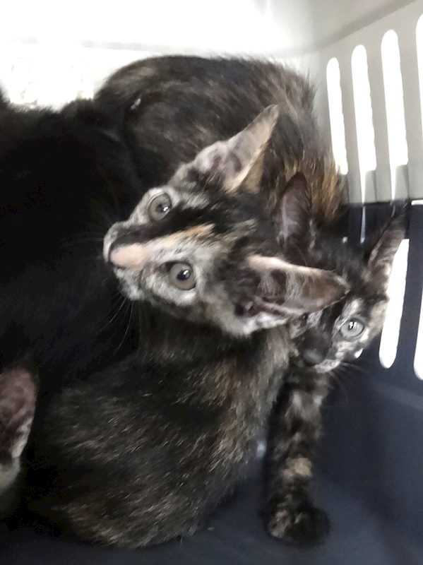 宜蘭縣流浪動物中途之家,編號:459332, 混種貓                 