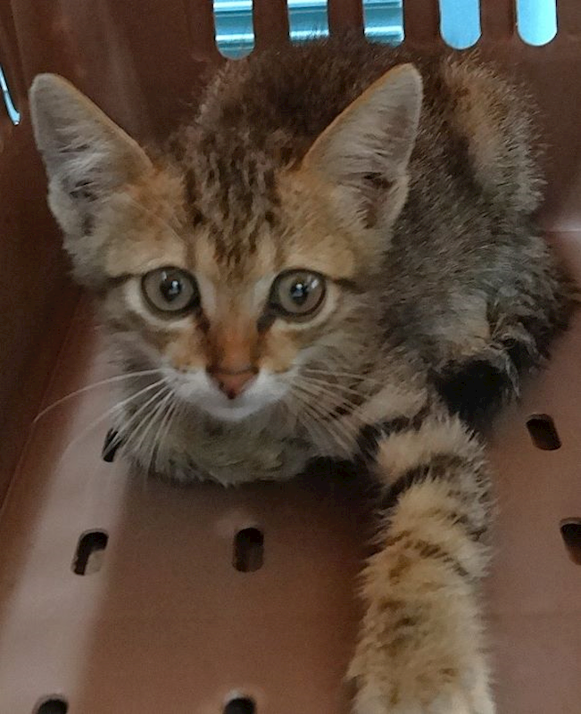 宜蘭縣流浪動物中途之家,編號:459211, 混種貓                 