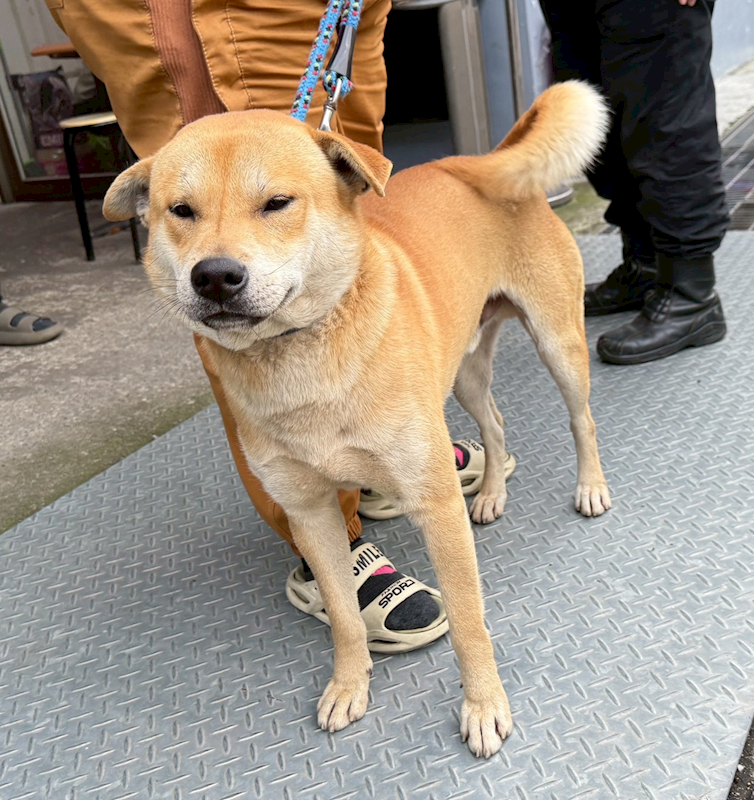新北市板橋區公立動物之家,編號:442754, 混種犬          