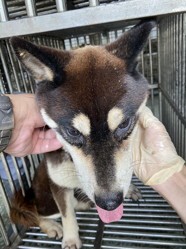 臺南市動物之家善化站,編號:459290, 柴犬                  