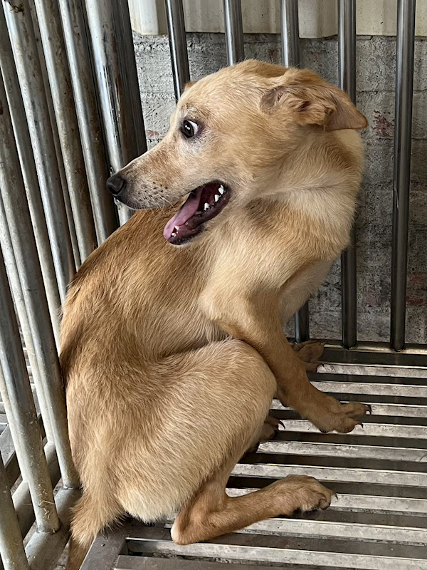 彰化縣流浪狗中途之家臨時收容所,編號:459279, 混種犬          