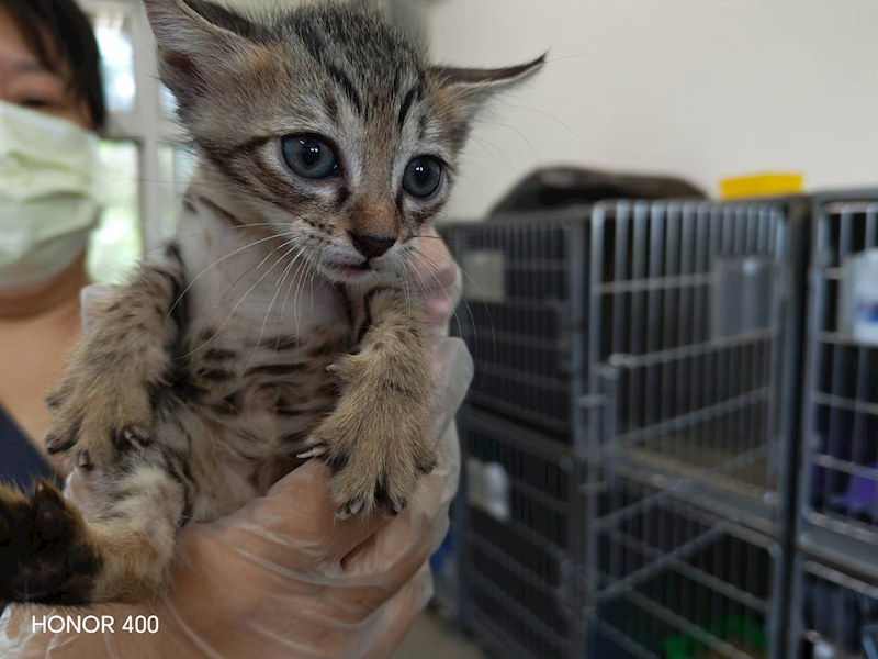 桃園市動物保護教育園區,編號:453330, 混種貓                 