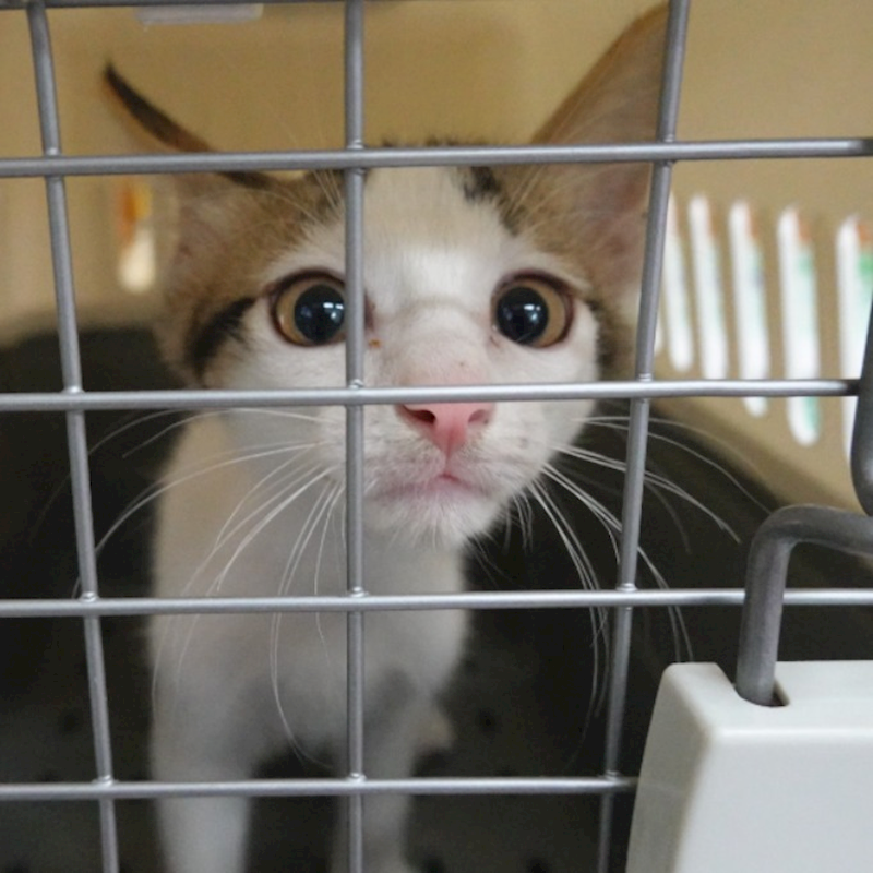 臺南市動物之家灣裡站,編號:457821, 混種貓                 