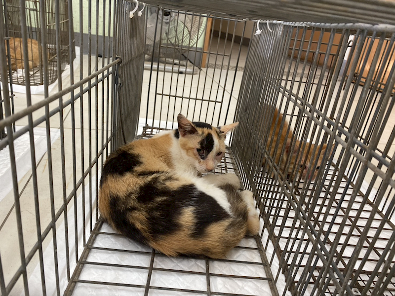 金門縣動物收容中心,編號:459418, 混種貓                 