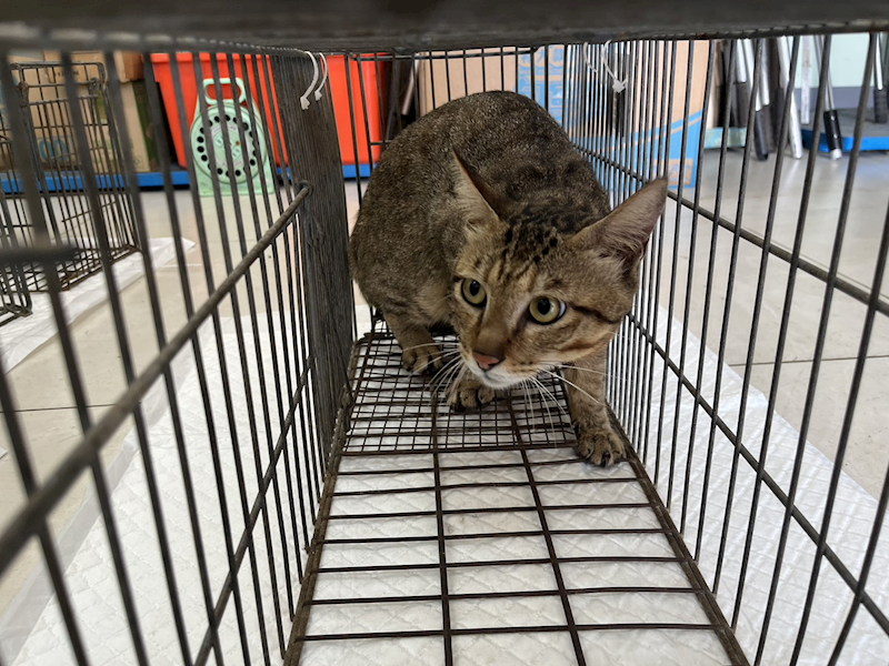 金門縣動物收容中心,編號:459417, 混種貓                 