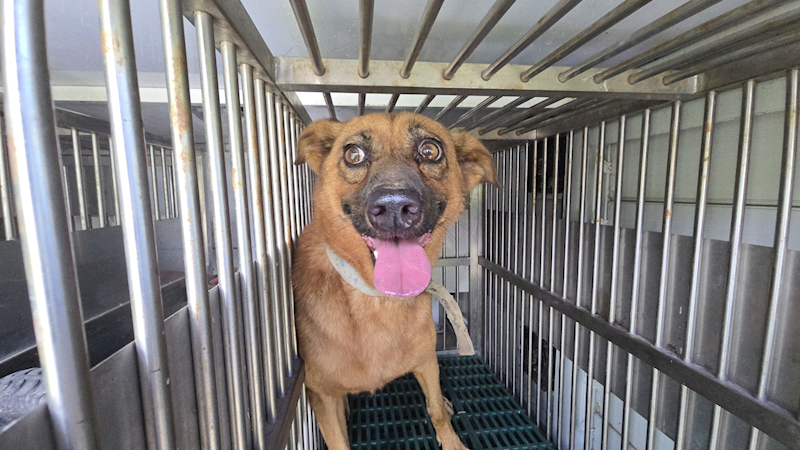 新竹市動物保護教育園區,編號:459172, 混種犬          