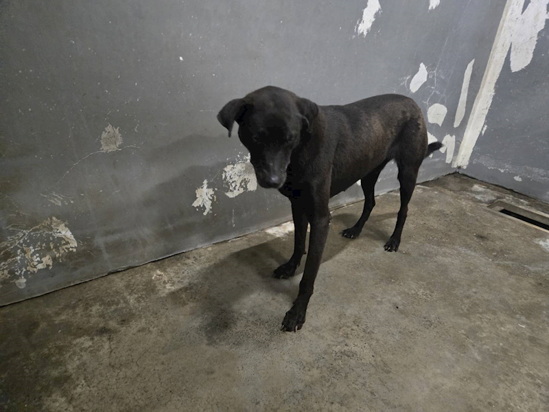 新竹市動物保護教育園區,編號:458689, 混種犬          