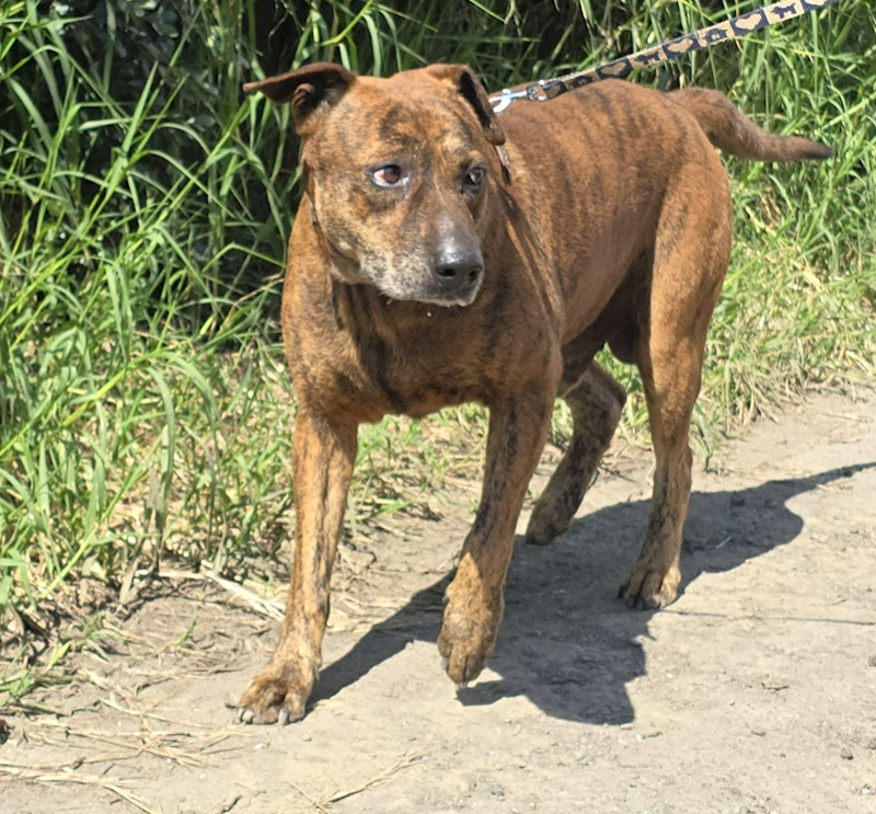 新竹市動物保護教育園區,編號:459177, 混種犬          
